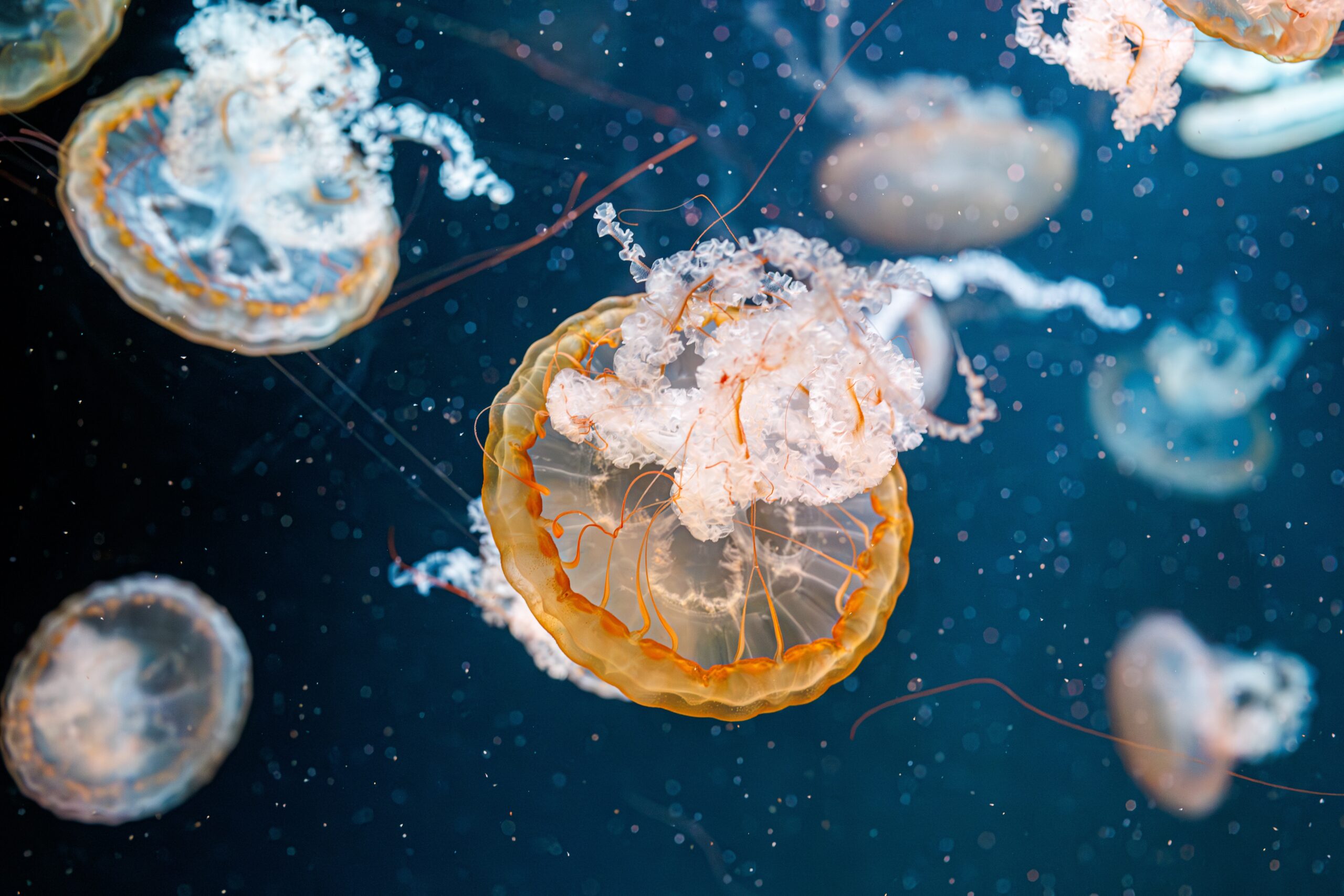Researchers Are Investigating a Jellyfish With the Ability to Literally Reverse Its Aging Process