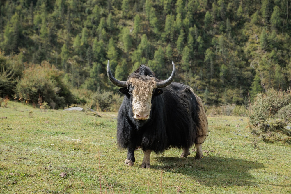 Can Yaks Help Repair Nerve Damage in MS?