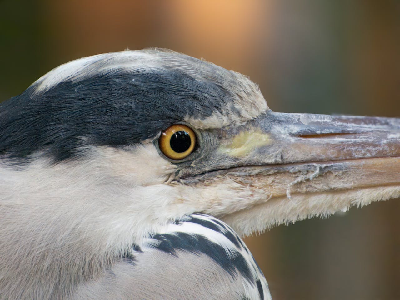 Birds Use These Special Proteins in Their Eyes to See the Earth’s ...