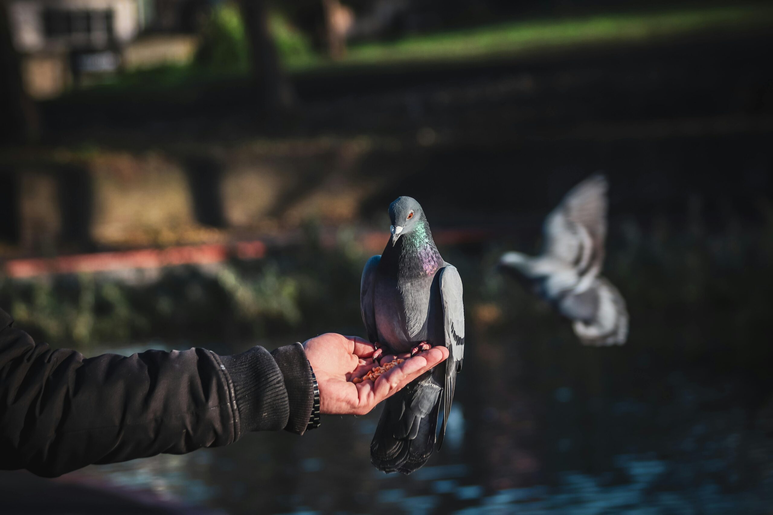 Your Birth Month Reveals the Bird That Mirrors Your Soul