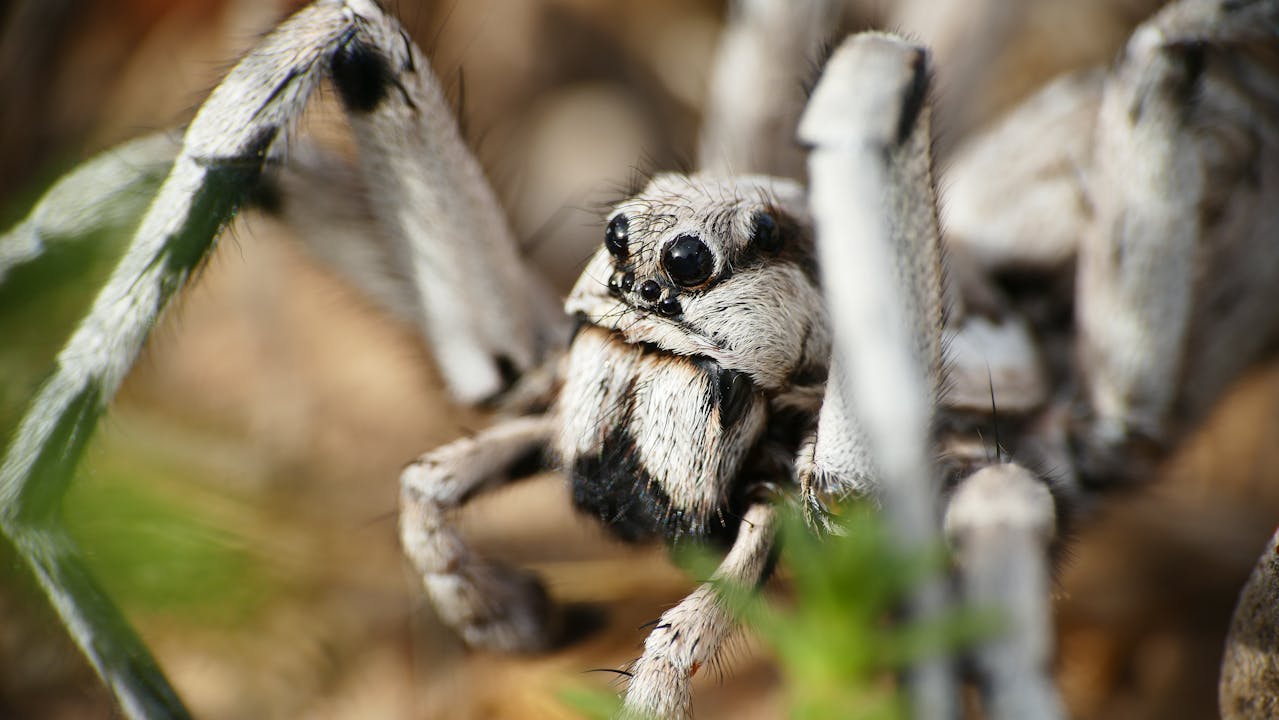 This Man Shared His House With A Huge Spider For A Year And People Are Divided