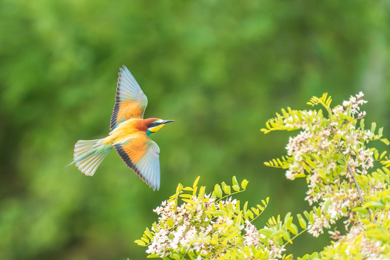 Scientists Discover The Hidden Superpower Behind Bird Navigation
