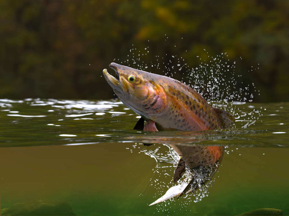 New Research Shows Cocaine Contamination Causes Wild Salmon to Swim Greater Distances