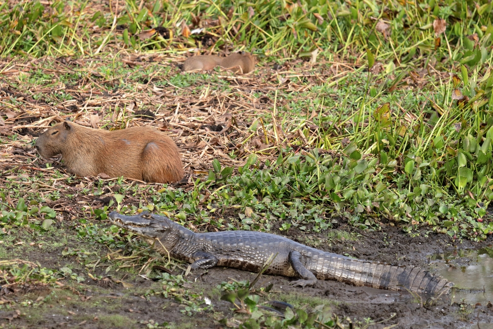 Capybaras Live Among Caimans Without Becoming Prey, and One Surprising Reason Explains Why