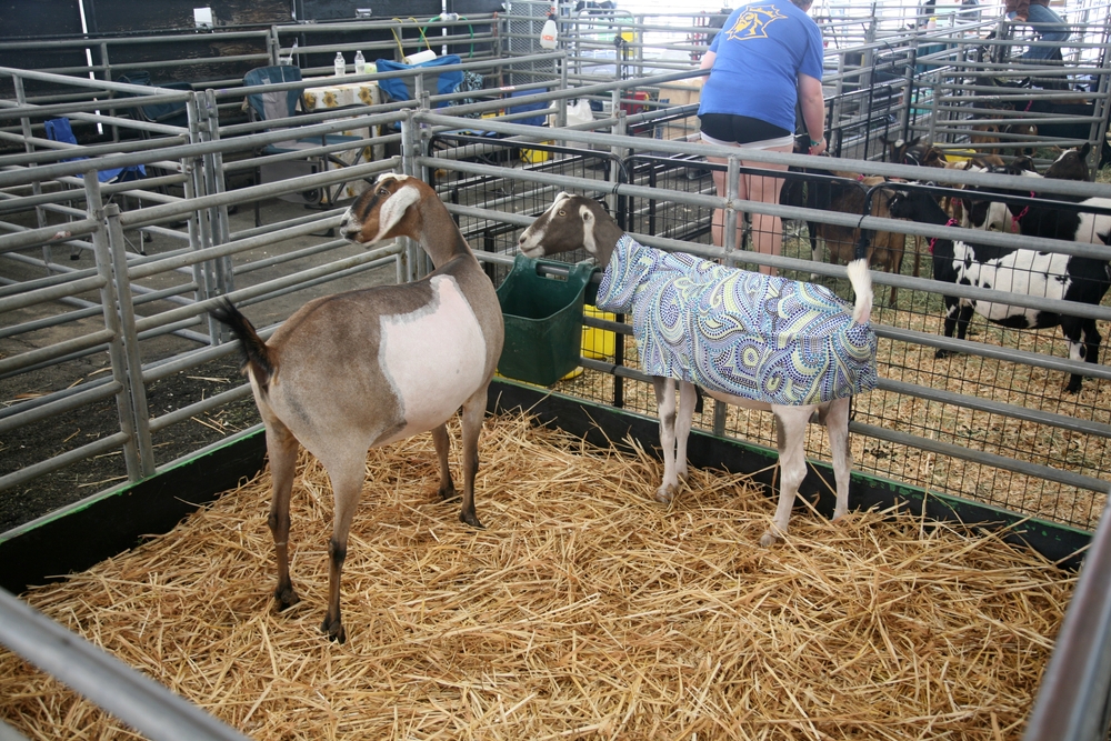 This 5 Year Old’s Reaction To Coming Fourth Is Redefining What Winning Really Means