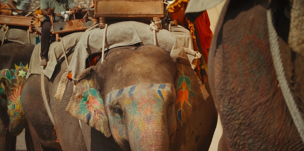 Photographer Sparks Outrage After Painting Elephant Bright Pink Before Its Death