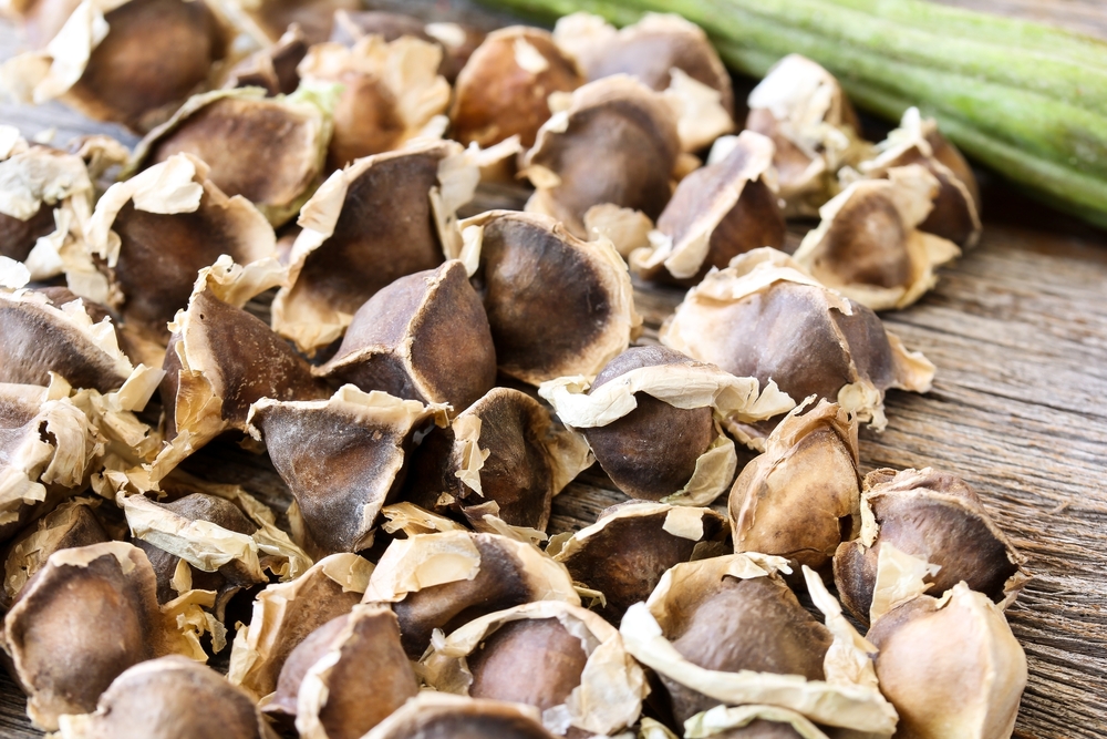 How This ‘Miracle Tree’ Filters Over 98% of Microplastics From Tap Water