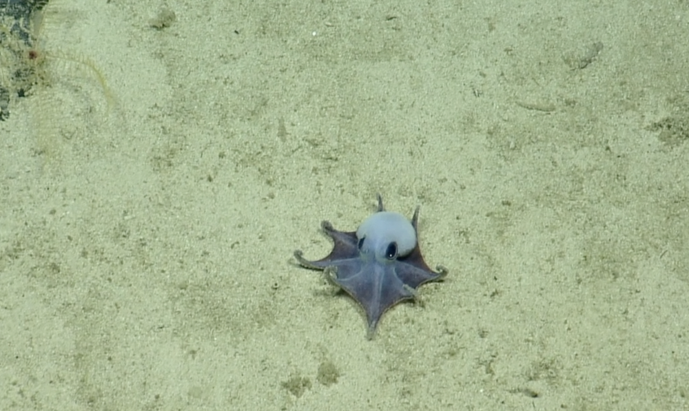 Tiny Blue Deep-Sea Octopus Near Galápagos Confirmed as New Species