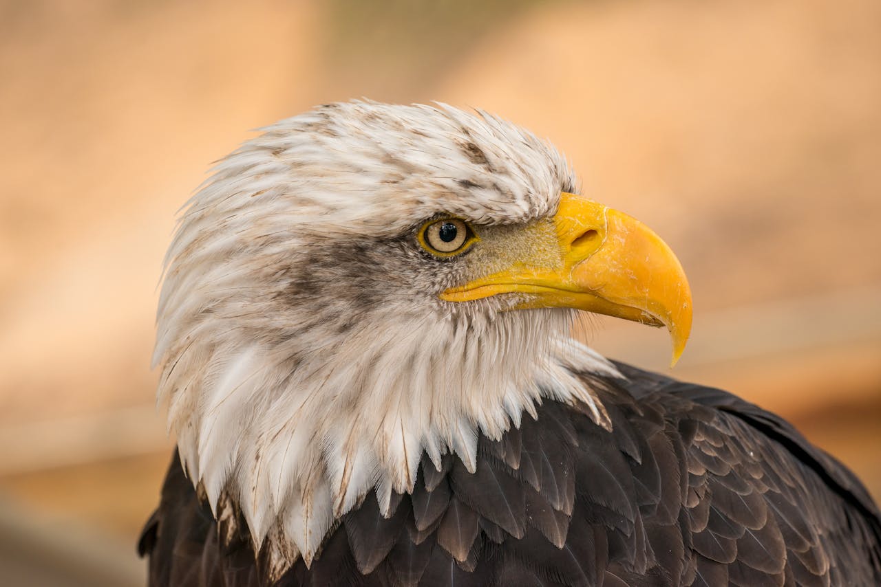 Bald Eagle Who Treated A Rock Like An Egg Finally Gets A Real Baby To Raise