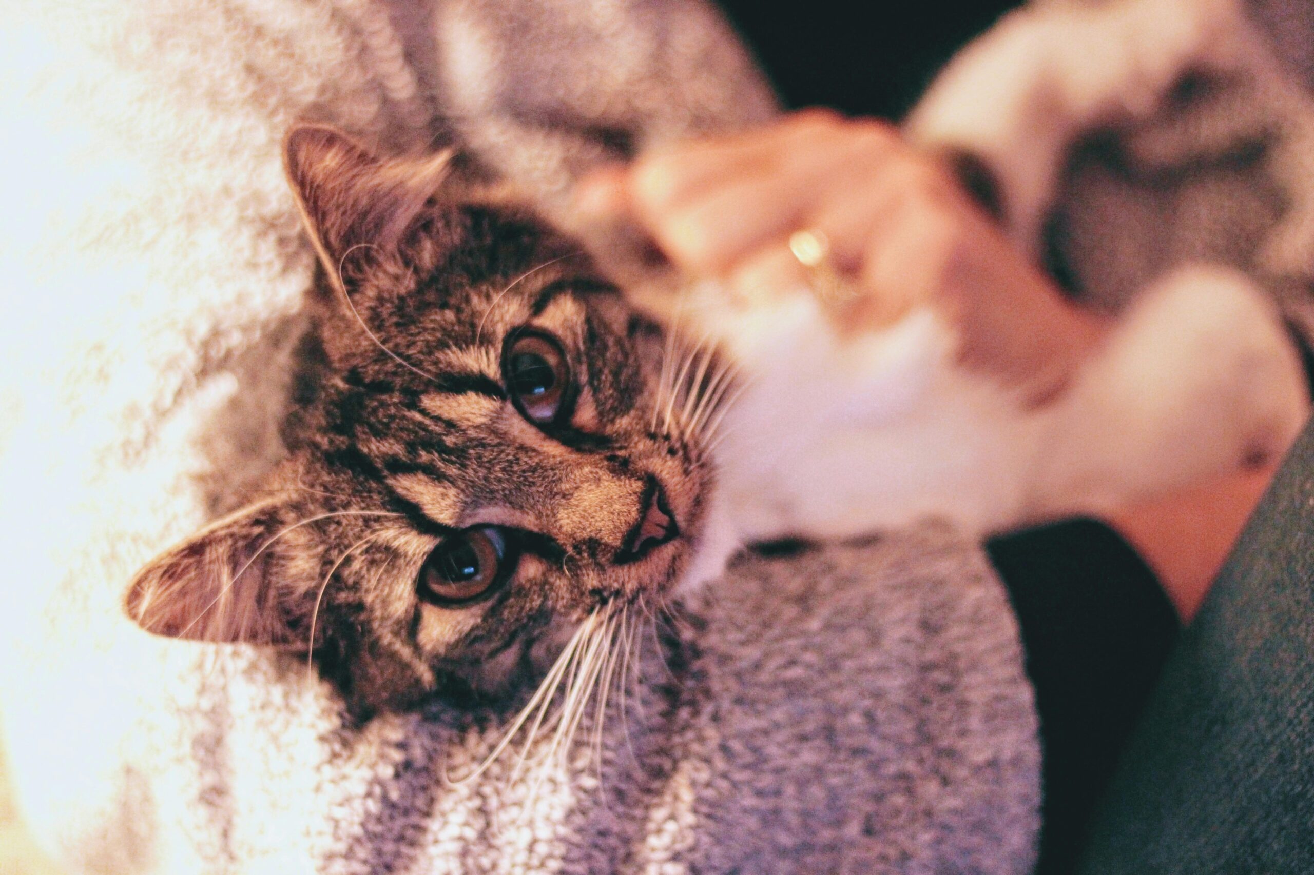The Real Reason Cats Bump Their Heads Against You