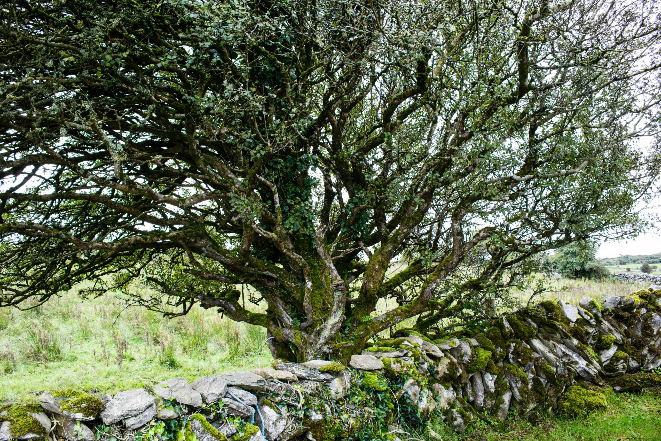 Inside the Tragic Death of the Worlds Oldest Tree