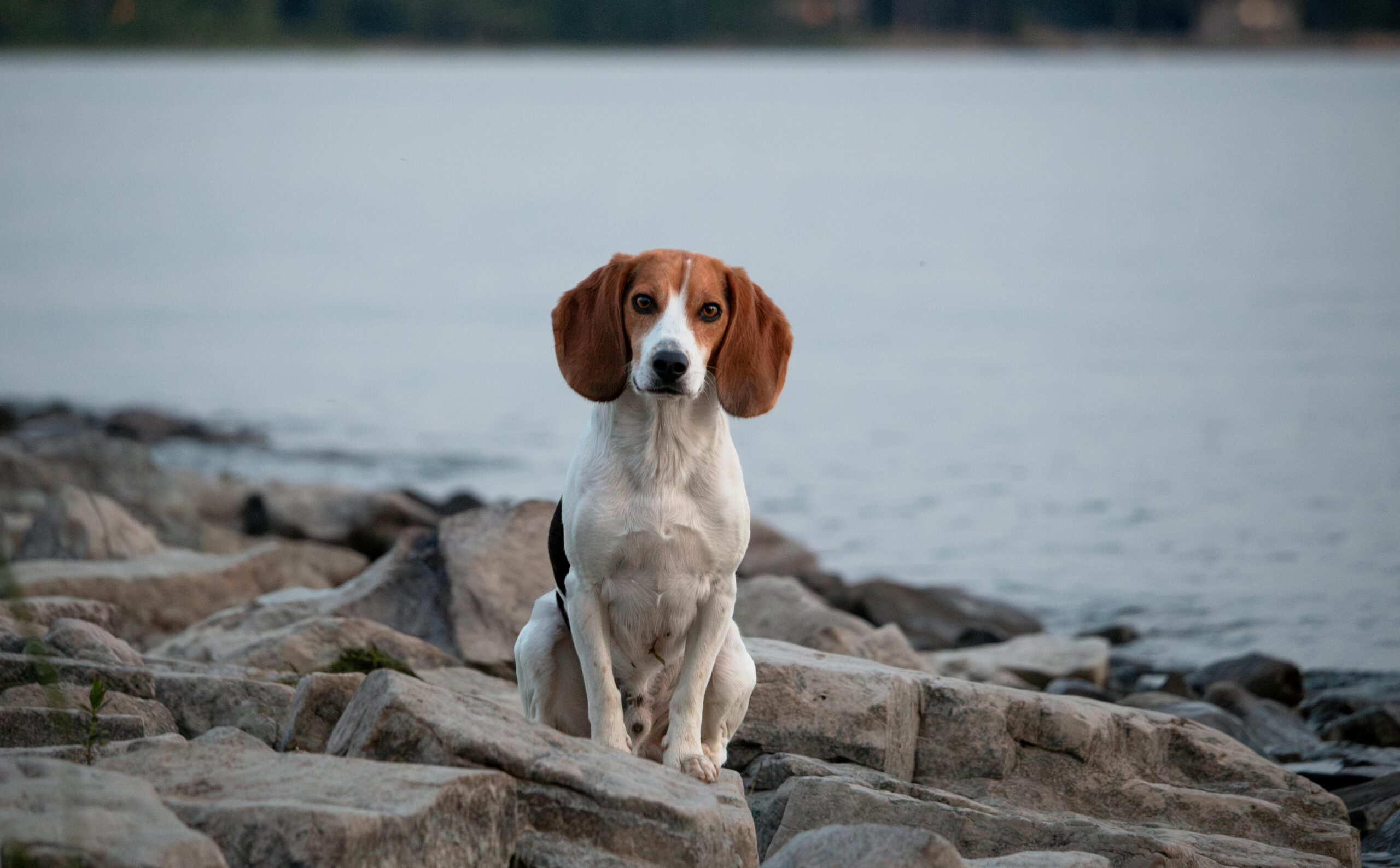 1500 Beagles Finally Leave Testing Facility and Begin New Lives