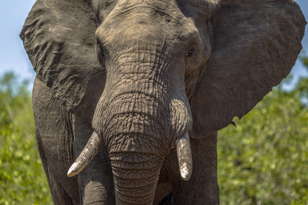 Family Speaks Out After US Millionaire Game Hunter Loses His Life to a Herd of Five Elephants