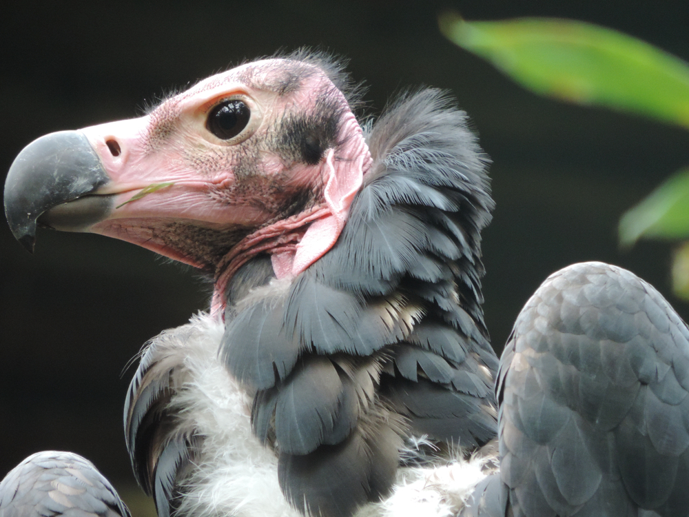 California Condors May Be Nesting In Northern California For The First Time Since The 1800s