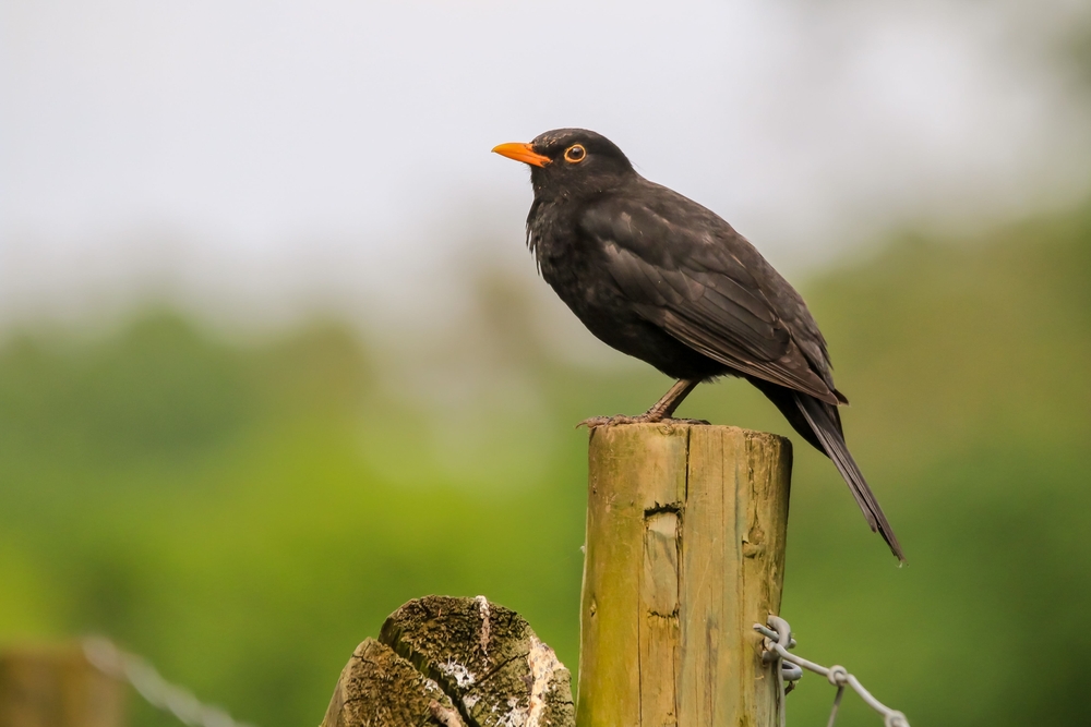 Scientists Built A Touchscreen Game For Birds And The Results Shocked Them