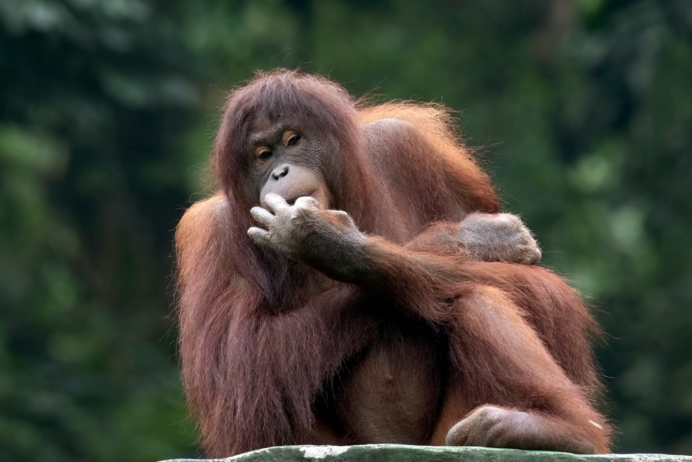 One Orangutan Crossing Above a Road Just Gave Conservationists a Rare Win