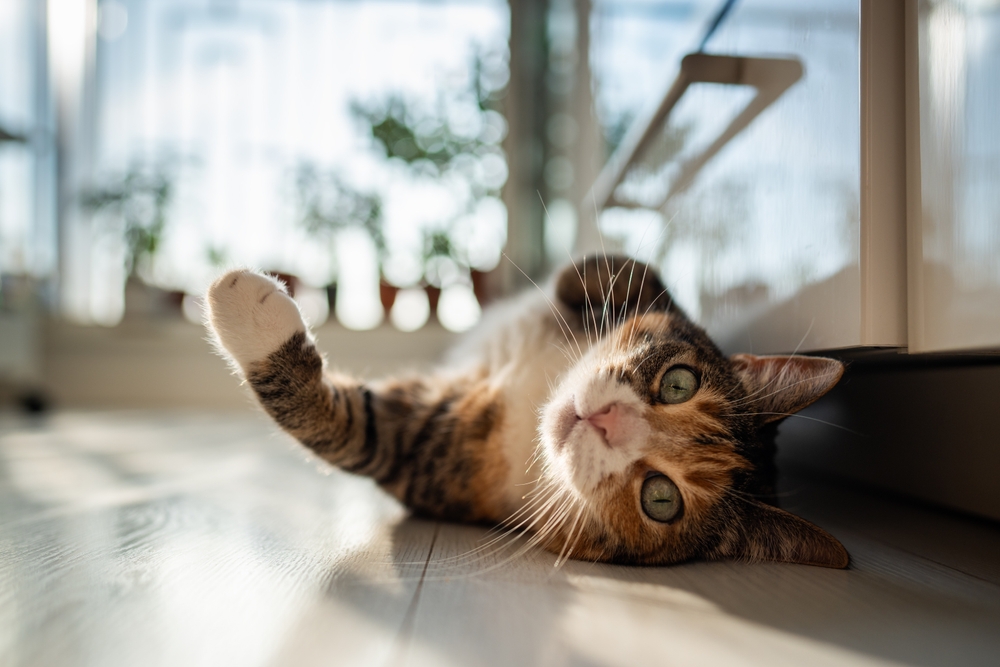 Veterinarian Reveals 7 Strange Ways Cats Secretly Show They Love You