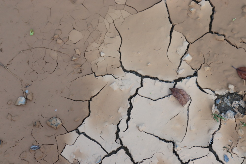 Scientists Discover Hidden “Heat Law” That Controls Nearly All Life on Earth