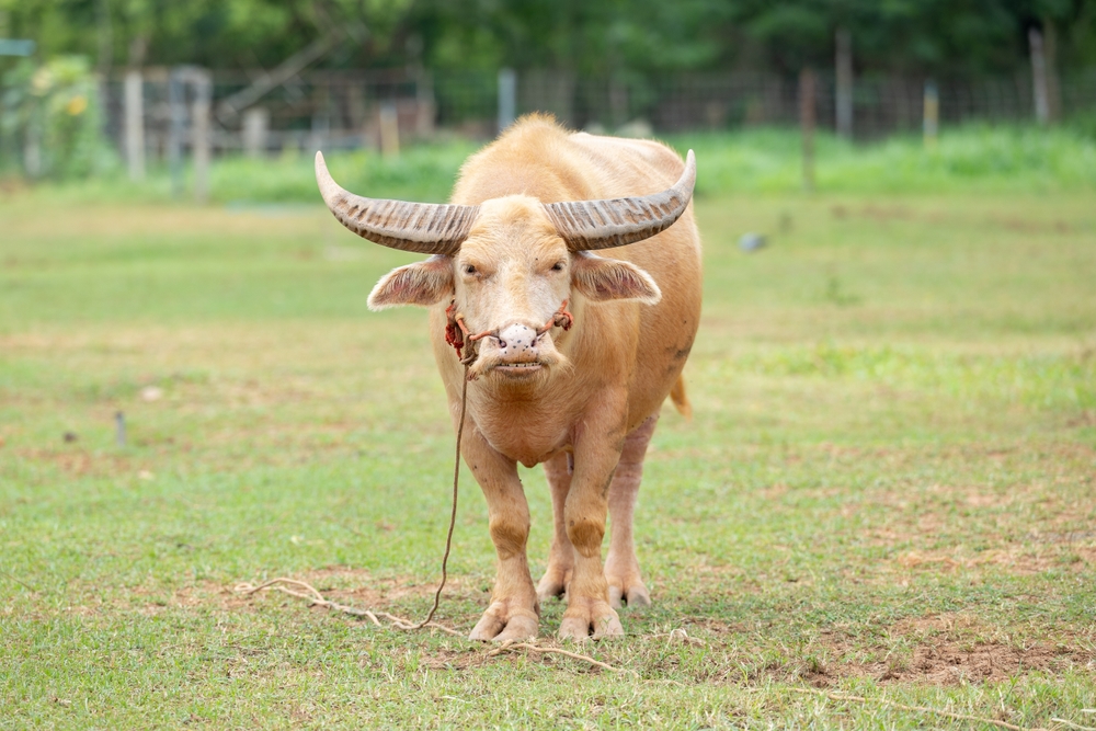 Rare Albino Buffalo Goes Viral After Being Compared to Donald Trump