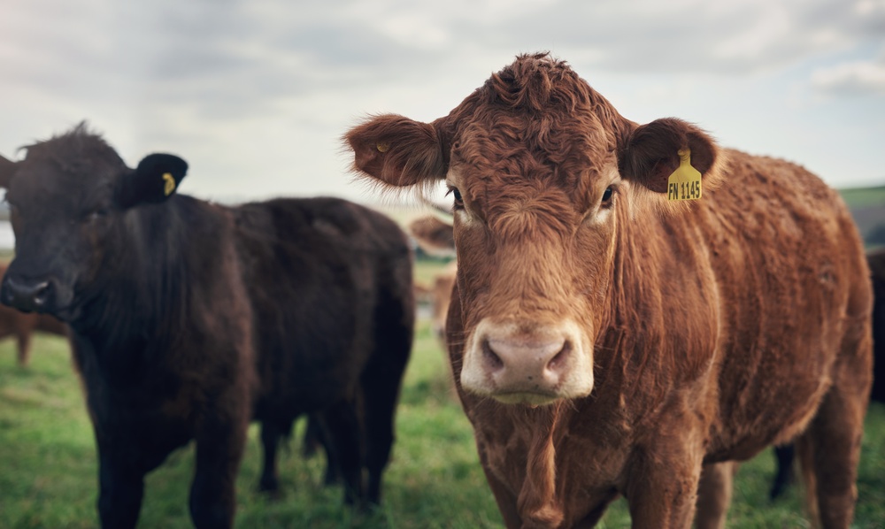 DOJ Investigates ‘Big Four’ Meatpackers Over Anticompetitive Behavior
