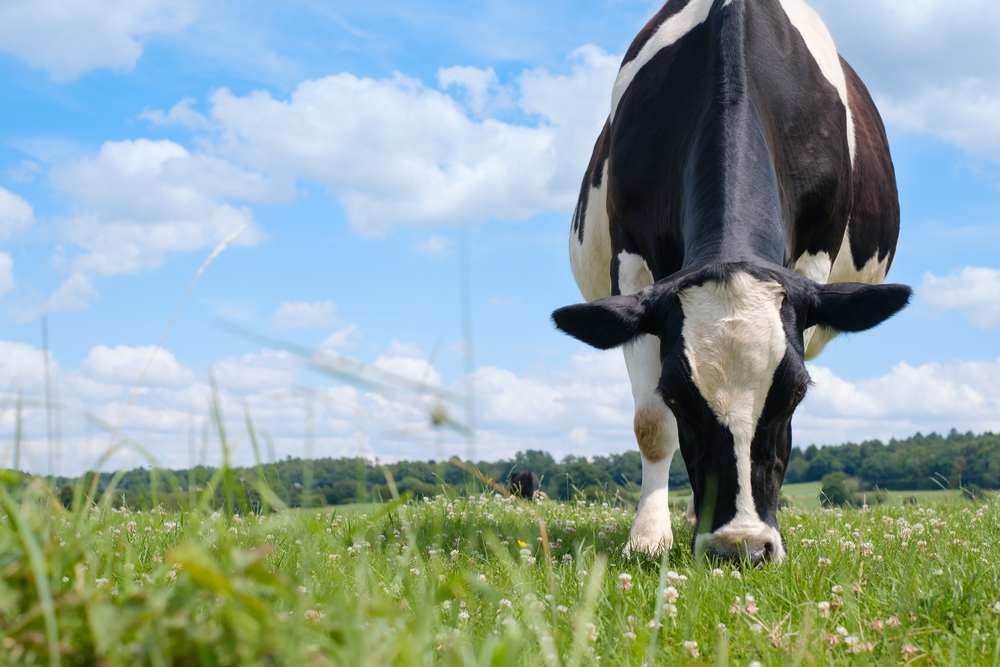 An English Cow Went Viral After Google Blurred Its Face On Street View
