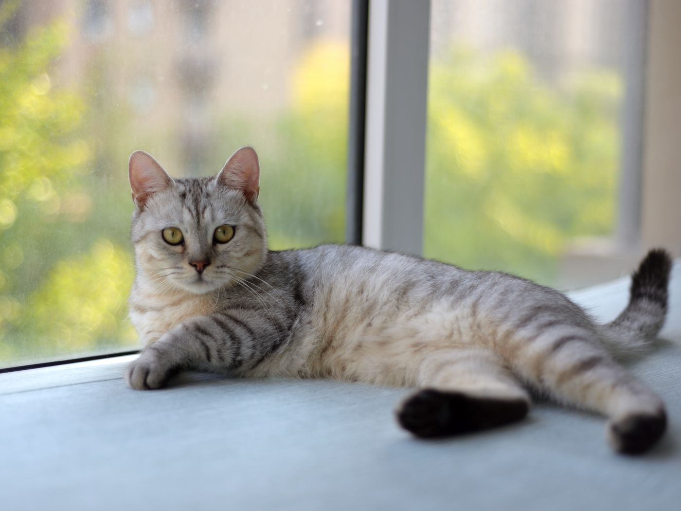 Science Confirms Cats Only Help You When There’s Something In It For Them