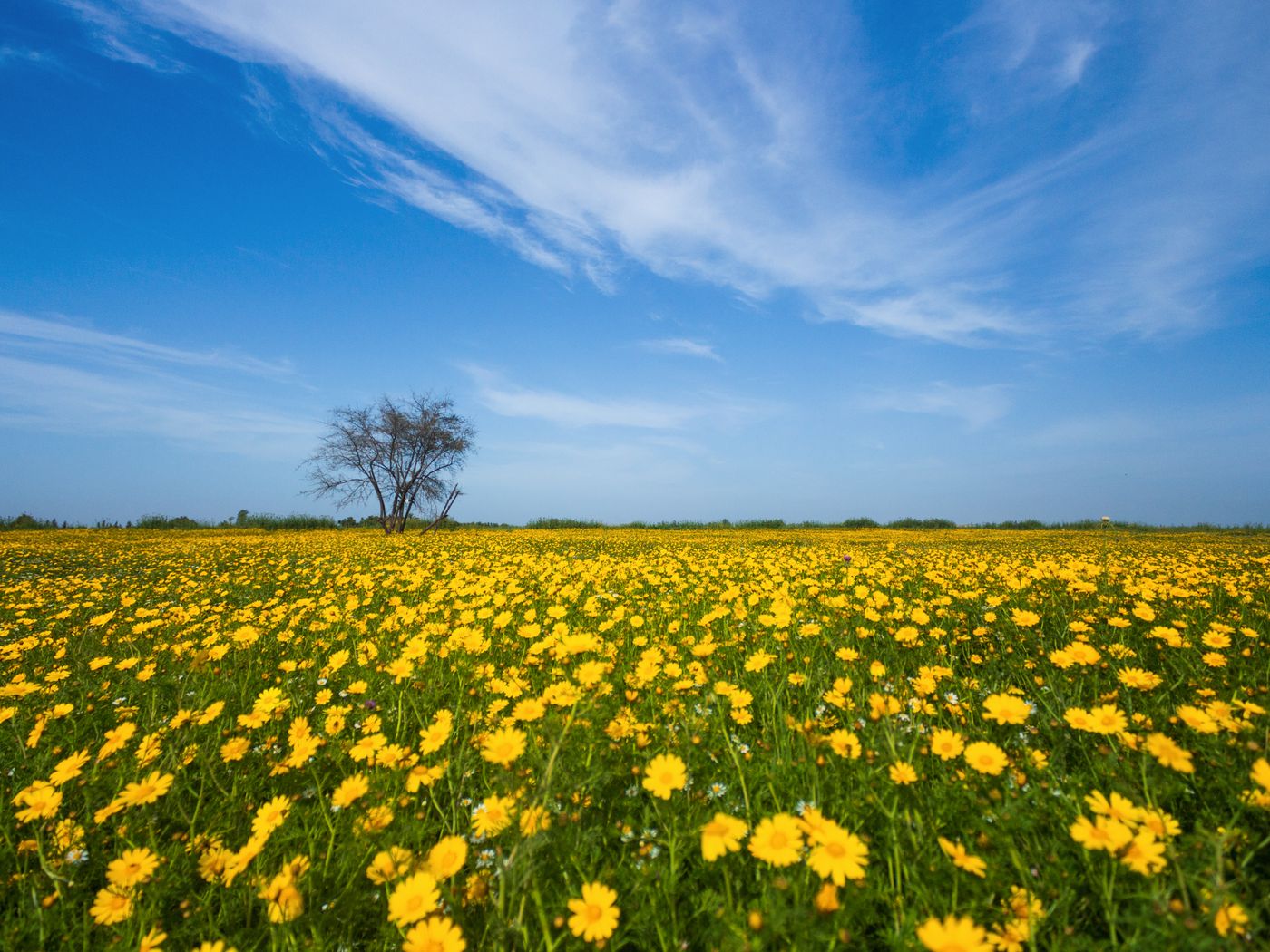 Wildflower Strips Attract Pest-Eating Insects and Cut the Need for Pesticides