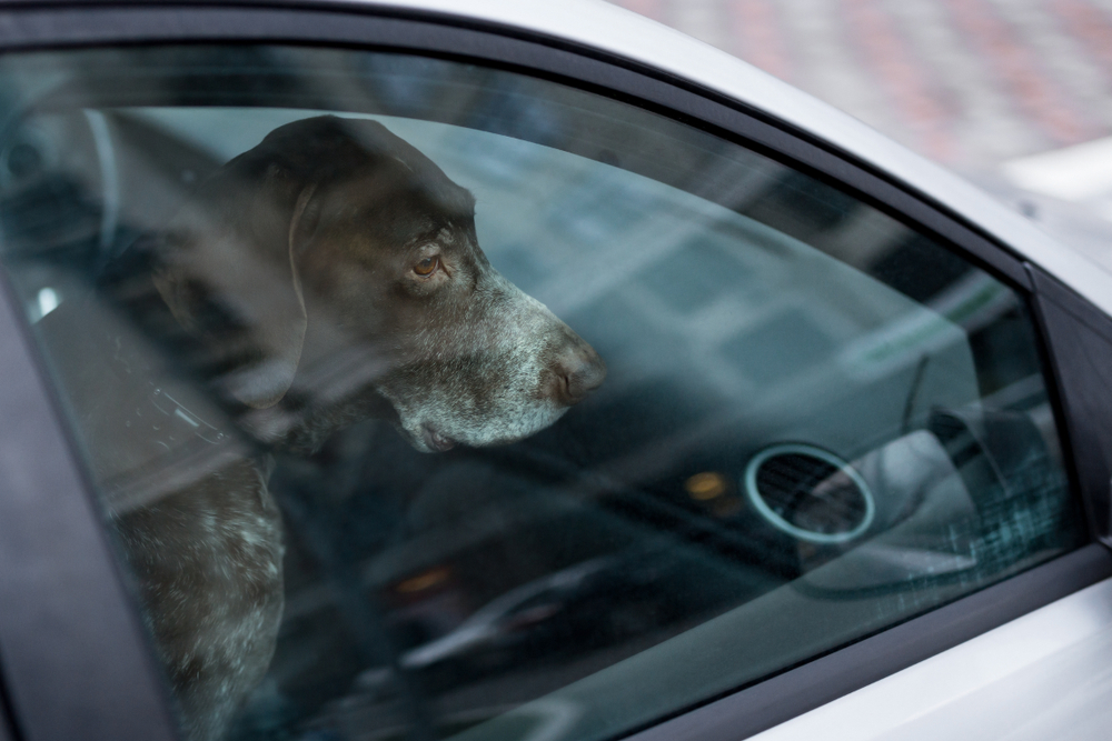 Australian State Proposes Jail Time for Owners Leaving Dogs in Hot Cars