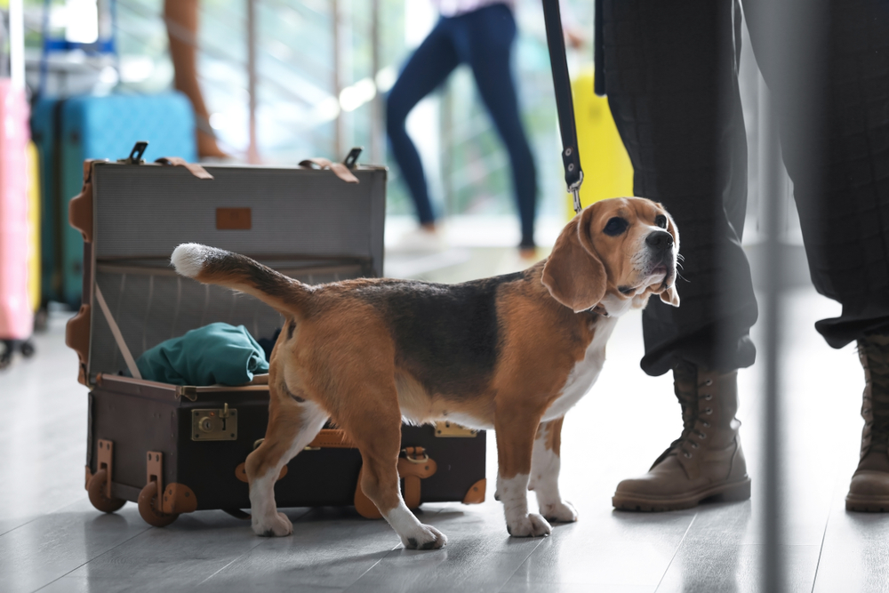 Airport Beagle Stops Traveler Carrying More Than 100 Pork Sandwiches In Luggage