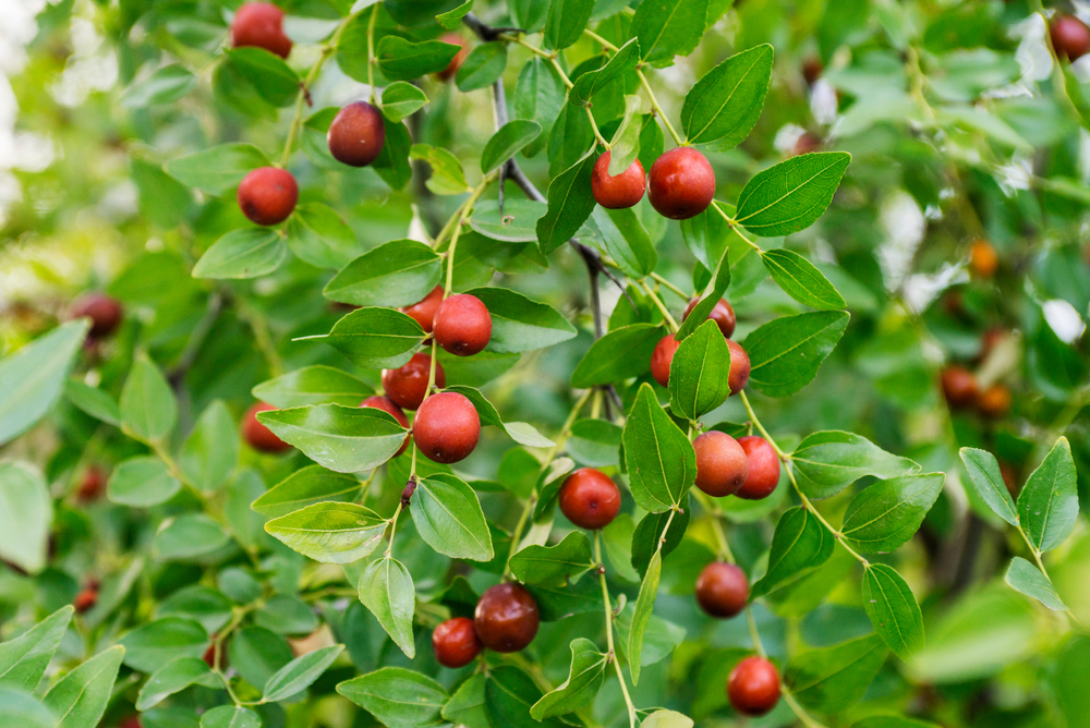 Researchers Discover a Plant-Based Compound That Cuts Off Leukemia’s Fuel Supply