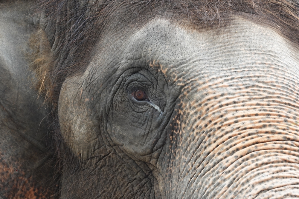The World Has Lost Nearly Half of Its Wildlife Populations Over the Last Four Decades