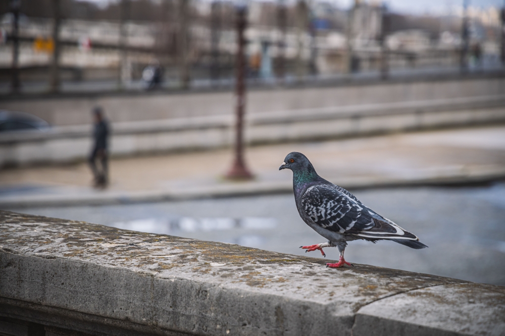 Scientists Found That City Birds Are More Afraid Of Women Than Men, And Nobody Knows Why