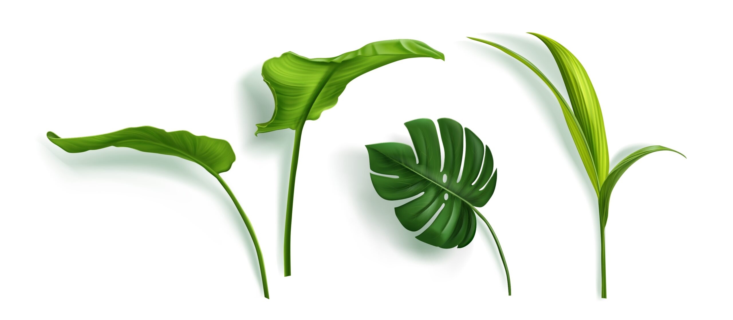 Scientists Discover Rare Plant That Pulls Toxic Metals From Soil And Stores Them In Its Leaves