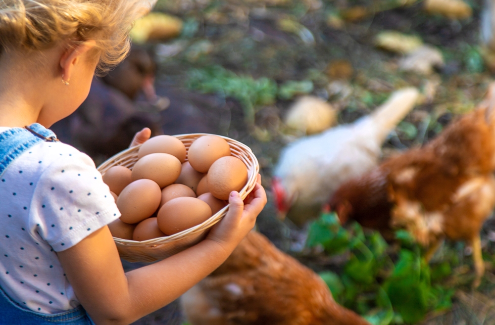 Feeding Babies Eggs at Six Months Drives Down Allergy Rates, New Data Shows