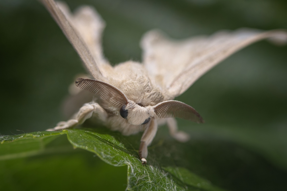 Woman Doing Yard Work Spots a Tiny ‘Owl’ in the Leaves, Then Looks Closer