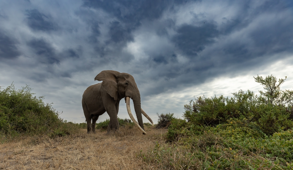 Boy’s Beach Discovery Turns Out to Be a 1.8 Million-Year-Old Elephant Tooth