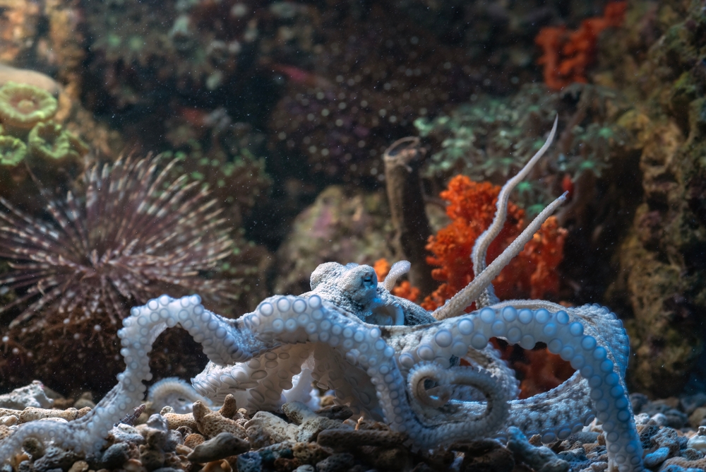 Scientists Finally Identify Tiny Blue Sea Creature Spotted Nearly 6,000 Feet Underwater