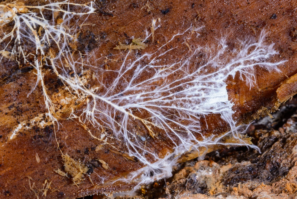 Scientists Discover Vast Underground ‘Fungal Forest’ That Contains Nearly Half The World’s Hidden Biomass