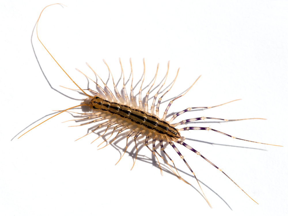 The Creepy Crawly In Your House That Secretly Protects You