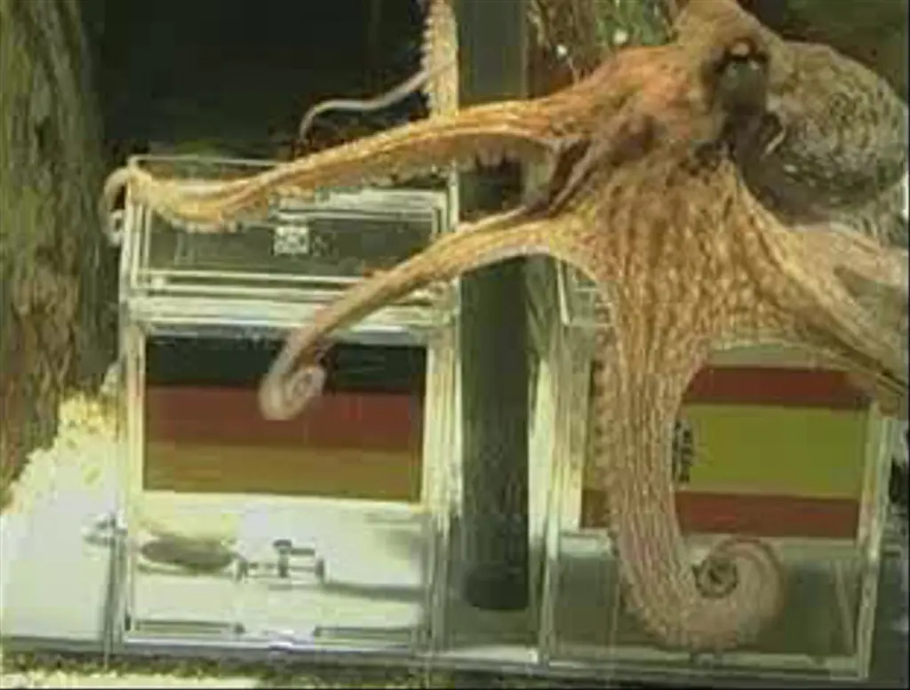 Remembering Paul the Octopus, Who Got Death Threats for His Perfect World Cup Run