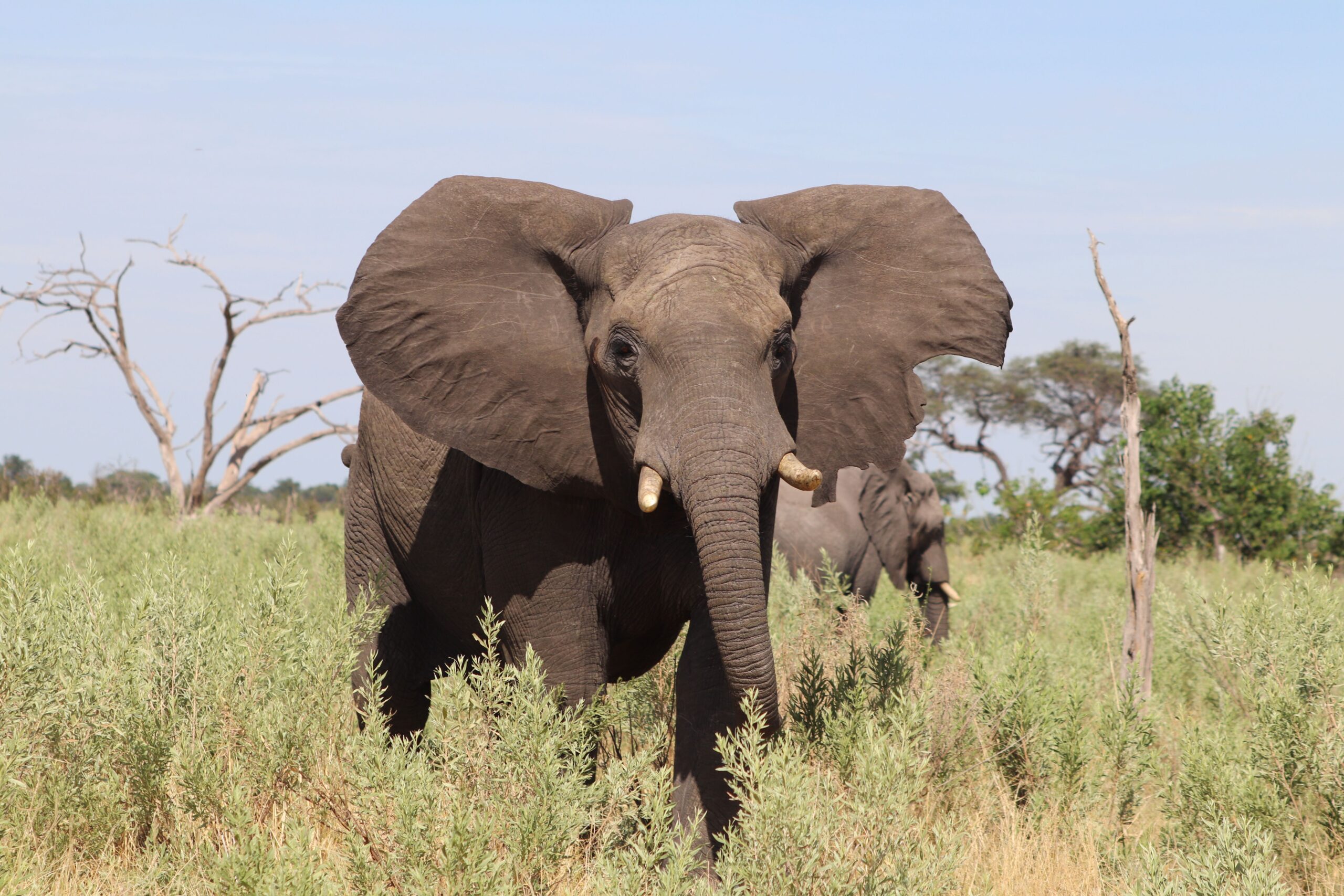 Inside The Final Safari Of Legendary Hunter Theunis Botha