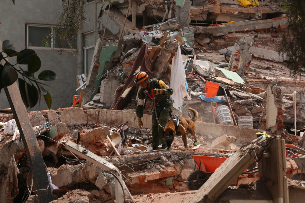 Venezuelan Dog Milo Rescued Alive After 12 Days Under La Guaira Rubble