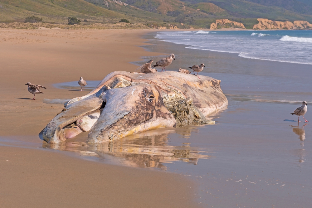 Researchers Sound Alarm Over “Catastrophic” Gray Whale Deaths