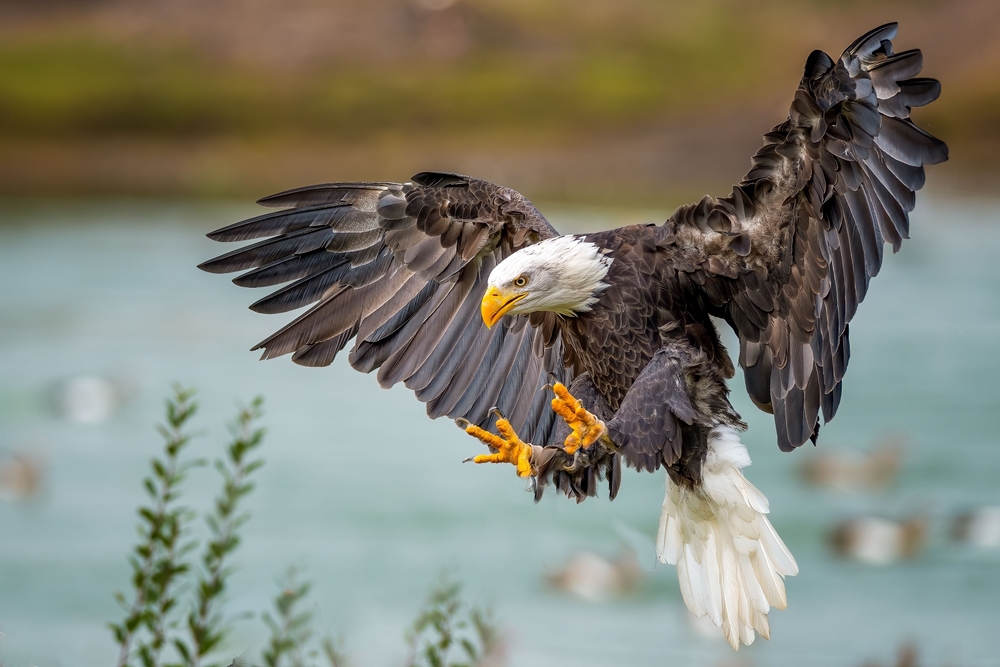 Beloved Big Bear Bald Eagle Jackie Left Fighting for Her Life After Brutal Attack