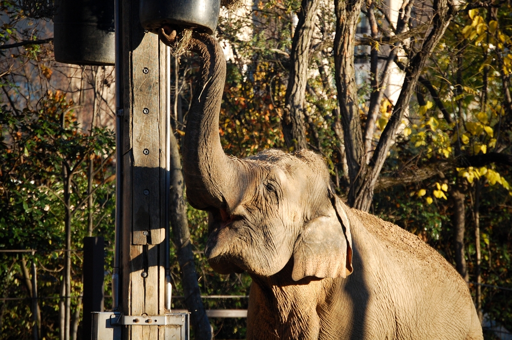 Bronx Zoo May Send Its Last Elephant to a 3,000-Acre Sanctuary After Decades in New York