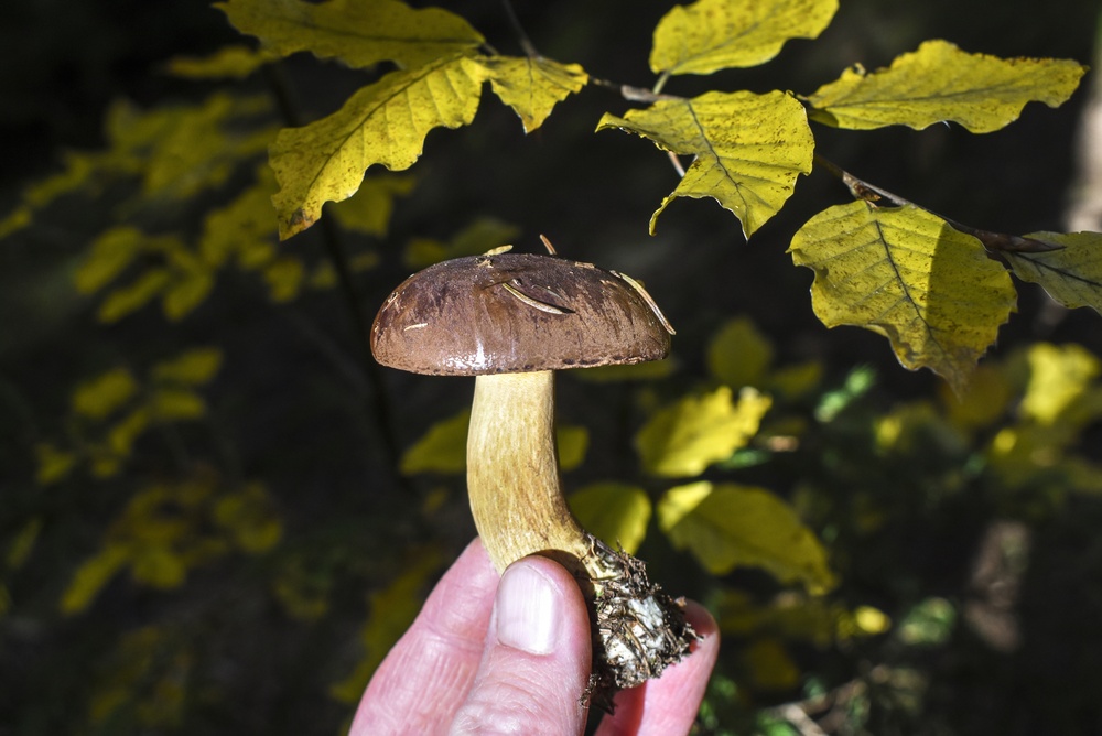 Scientists Found The Mushroom Behind The Tiny People Hallucinations