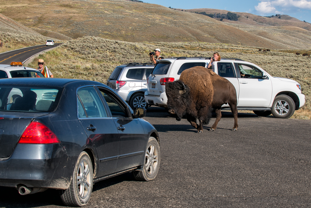 Terrifying Moment Yellowstone Bison Launches Tourist Into the Air Caught on Camera