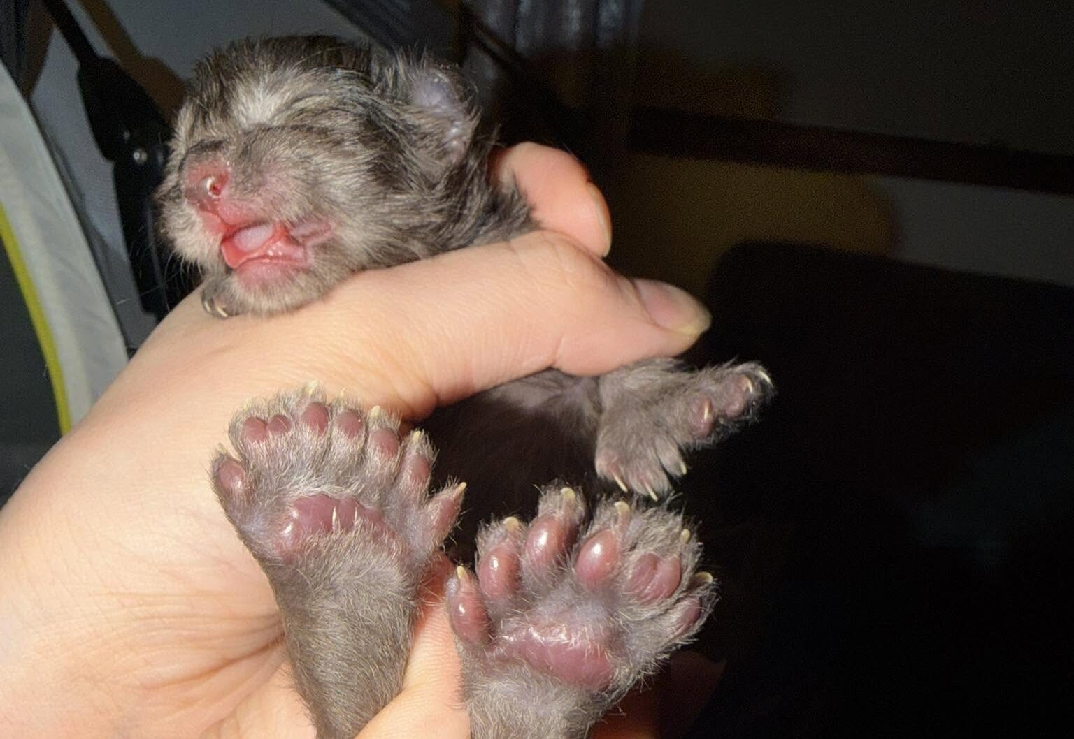 Wisconsin Cat With 29 Toes Takes Over Guinness World Records