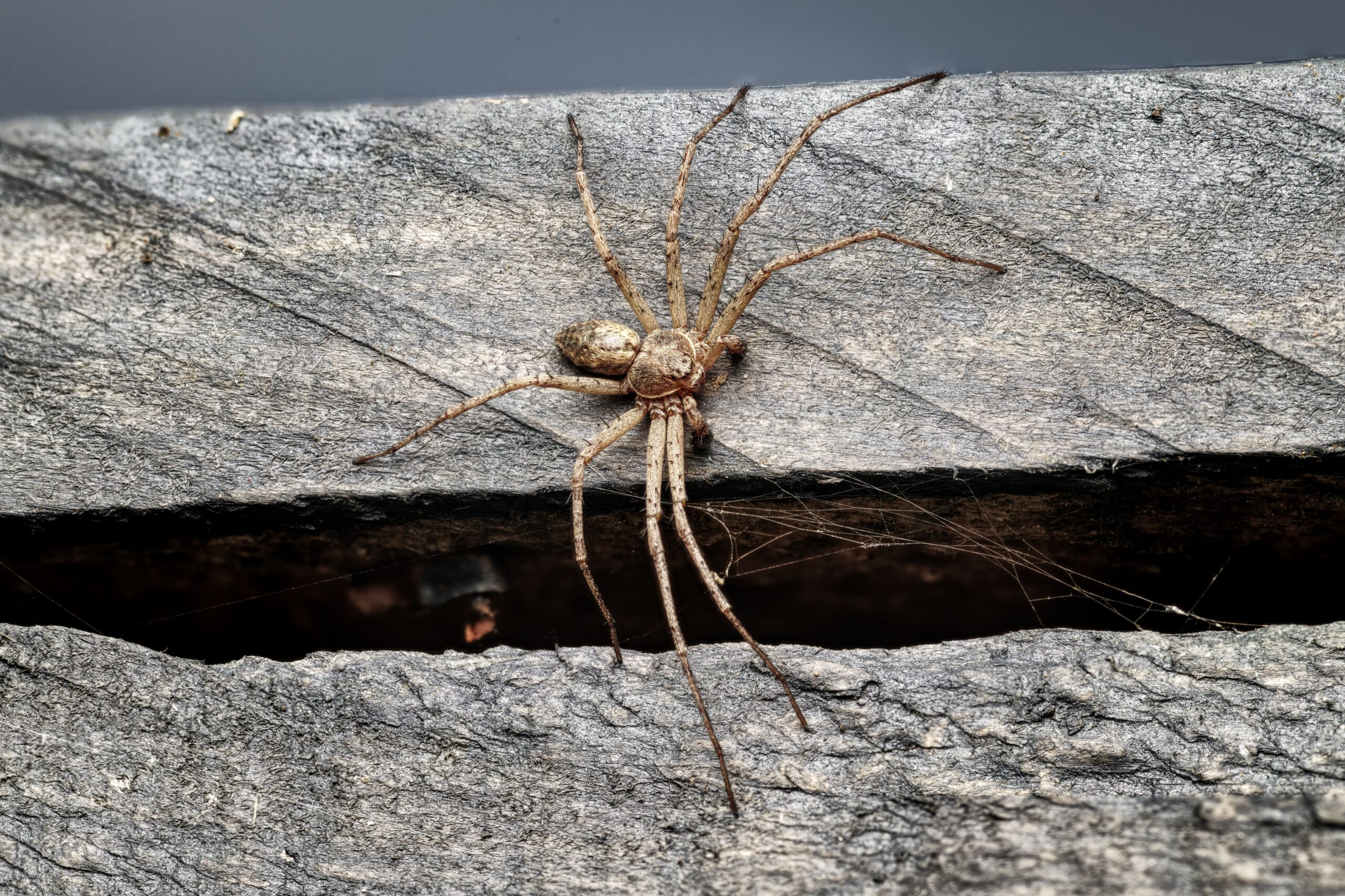 The Giant Spider On Your Wall Has A Surprisingly Useful Job