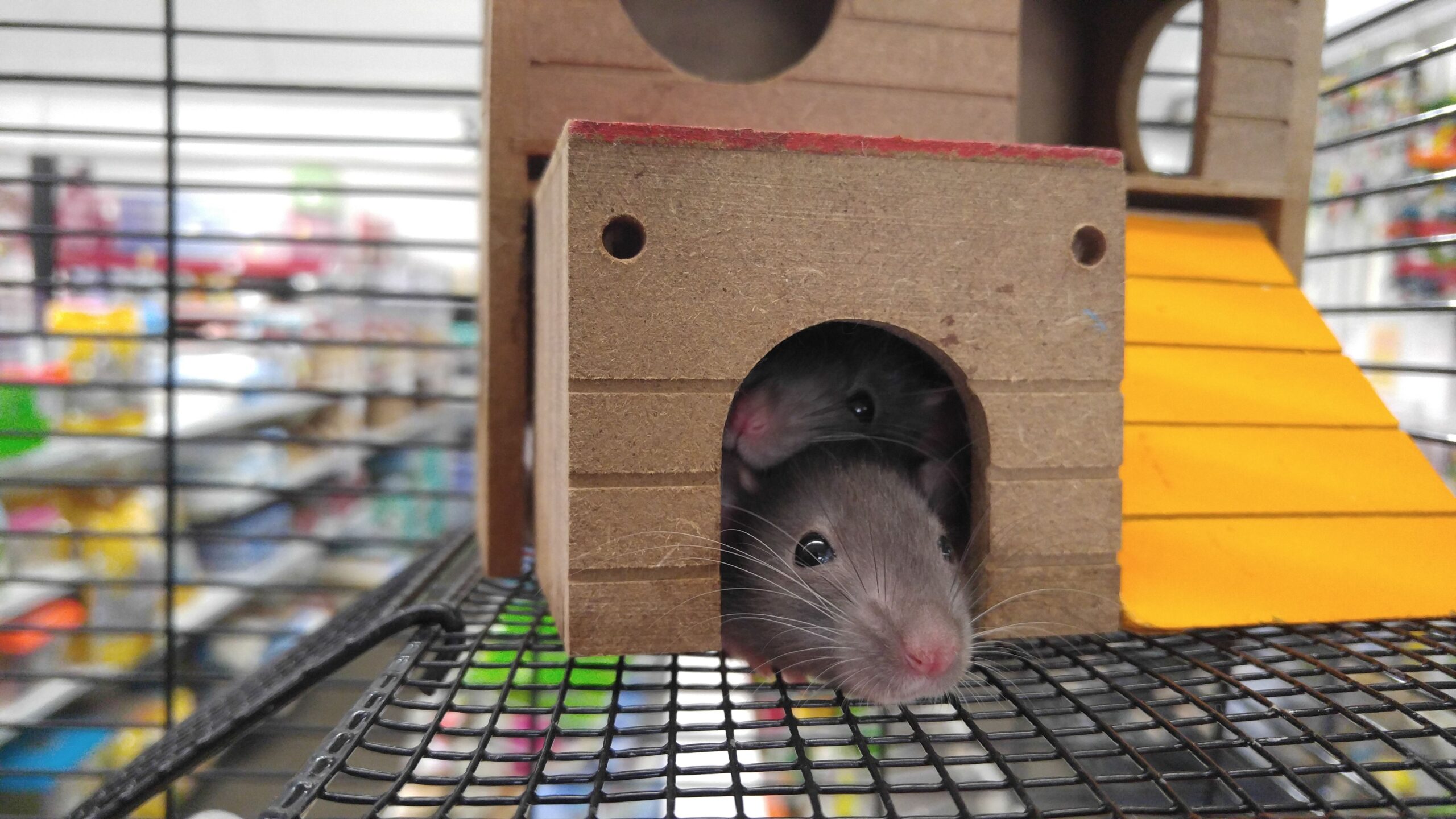 Sacramento Zoo Introduces Rats Trained To Detect Dangerous Threats